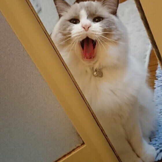 あくびをするラグドール