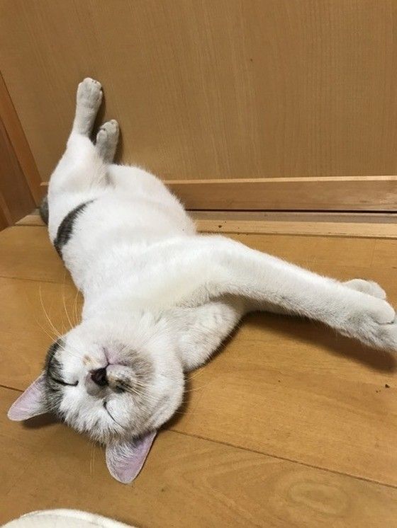 床に寝転がるMIXミケ