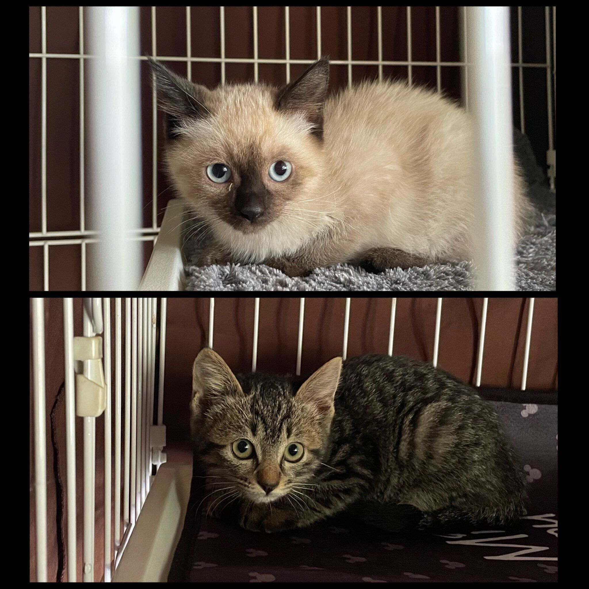 生後2カ月のころに撮影したるちぇちゃん、もあちゃん