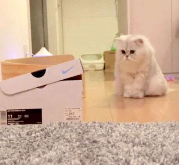 箱を見つめる猫