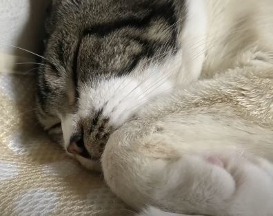 ねこ　リキちゃん