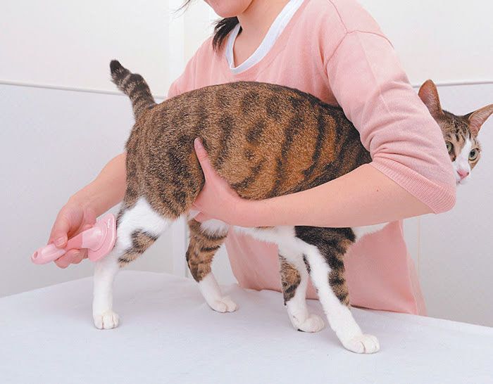 足のブラッシング