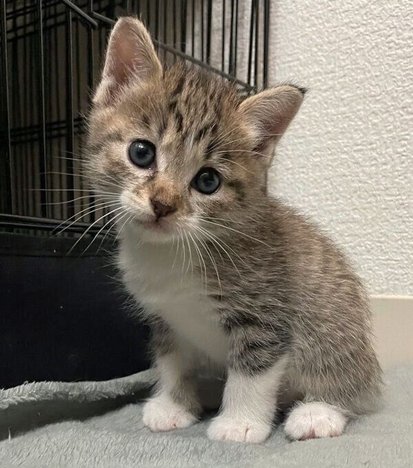 見つめるたまきちゃん