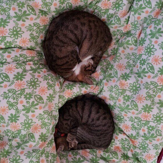 アンモニャイトで並ぶキジトラ