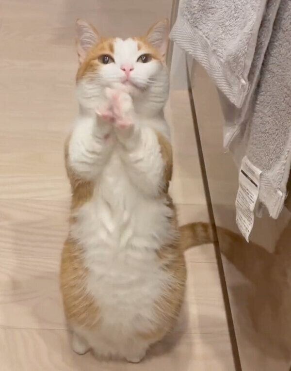 おねだりポーズをする虎丸くん