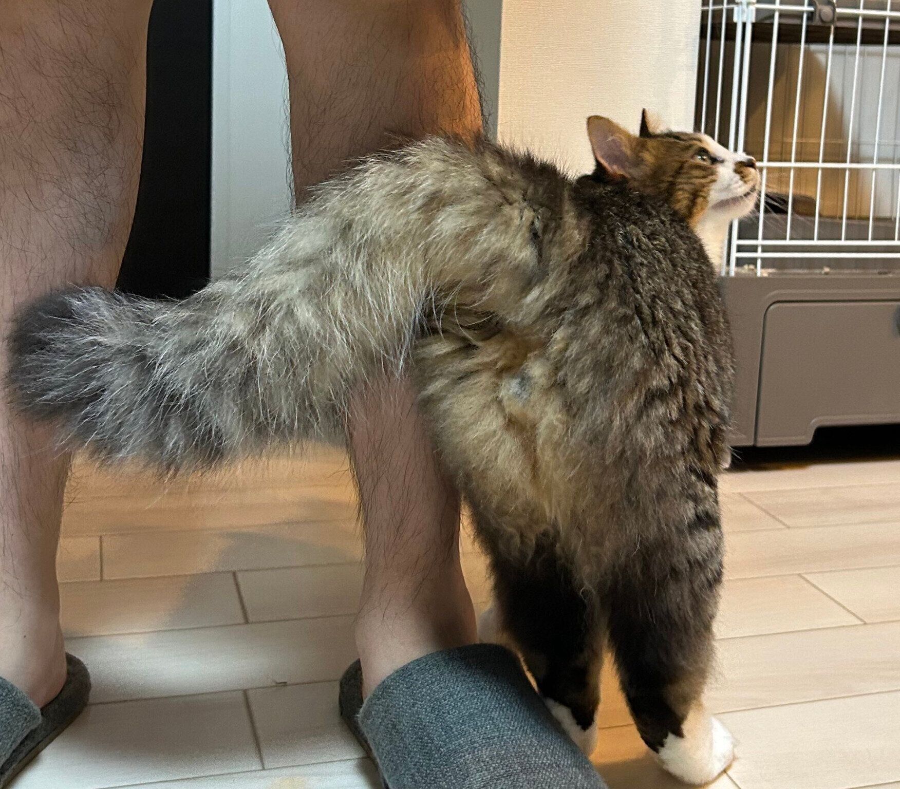 パパさんの足に寄りかかるほたてくん