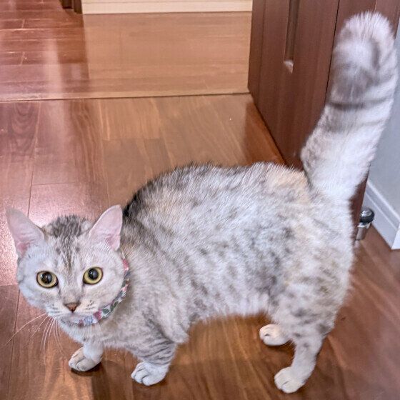 マンチカンのミモザちゃん