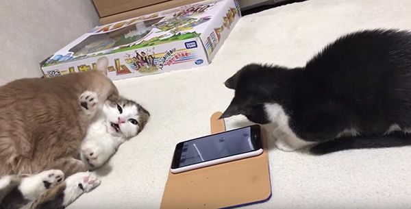 スマホに夢中な猫