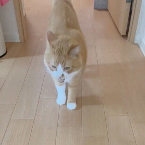 ボール遊びをするさんてくん