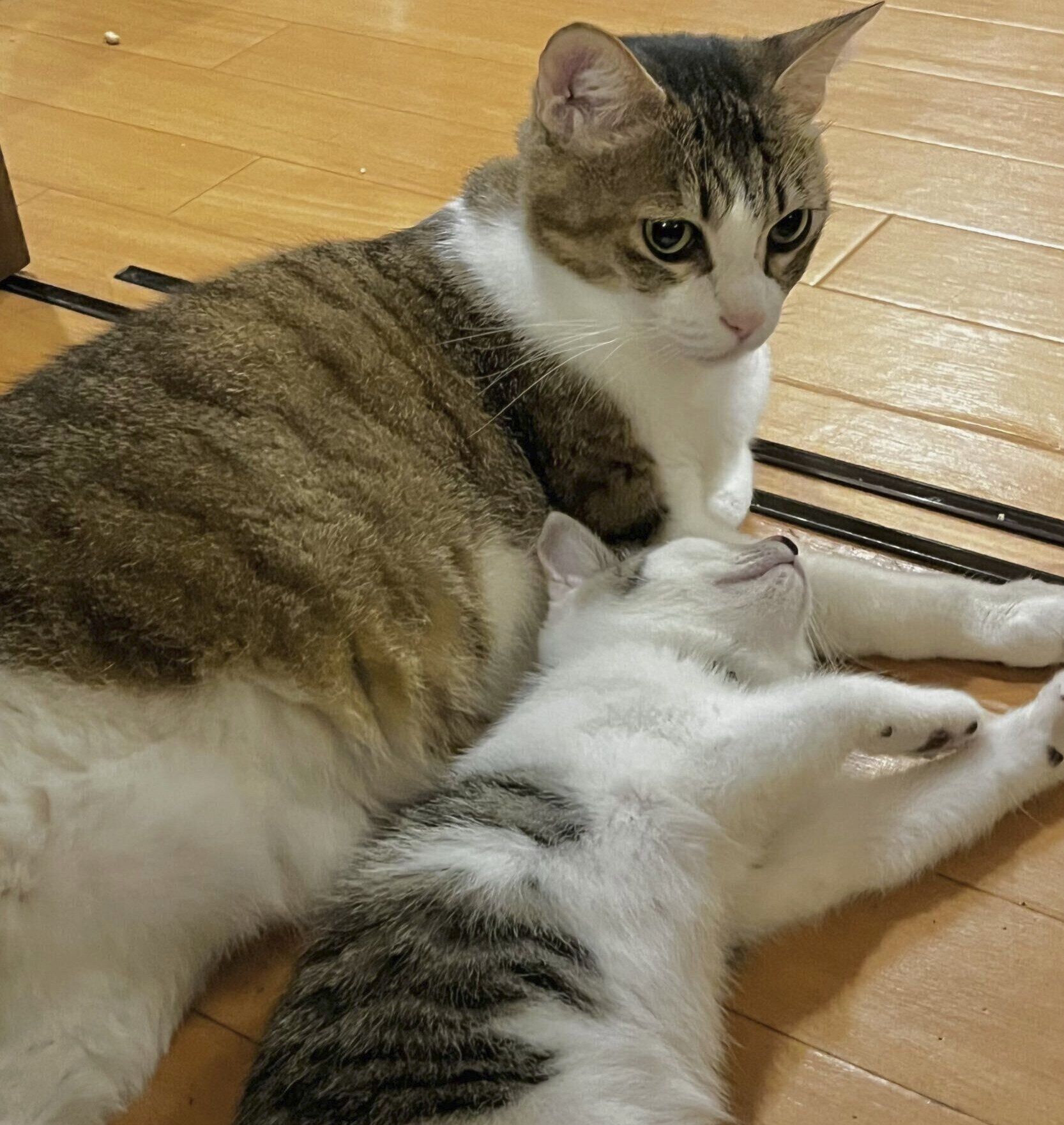 寝転がるしゃろちゃんとむぎちゃん