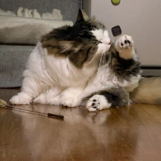 舐める猫（マンチカン・ロングヘア、オス）