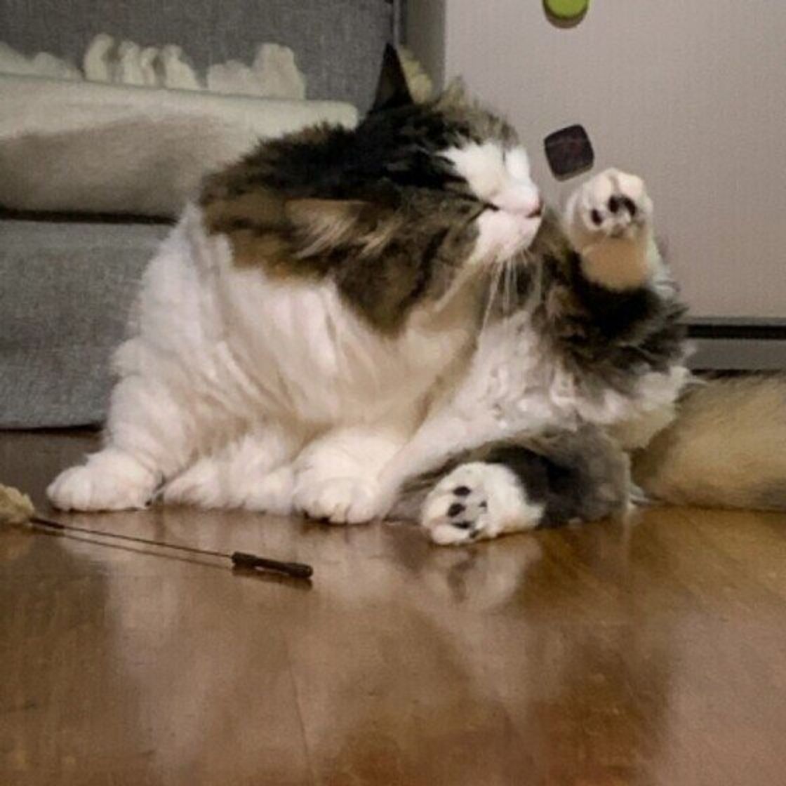 猫の 興奮スイッチ はいつ入る 猫が興奮した時のサイン ねこのきもちweb Magazine 猫の 興奮スイッチ はいつ入る 猫が興奮した時のサイン ねこのきもちweb Magazine