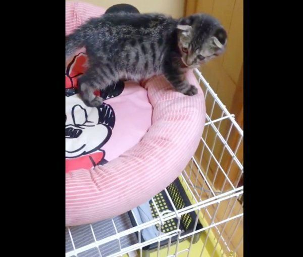 ケージをよじ登るはるおちゃん