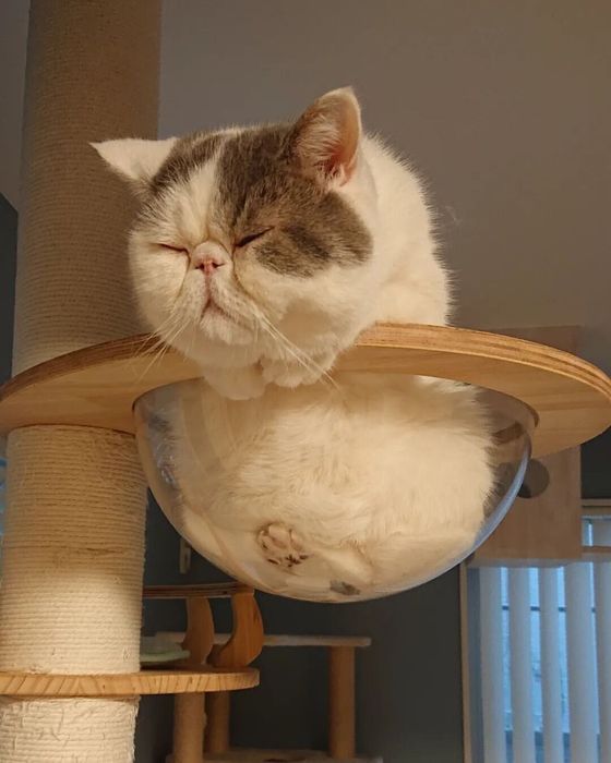 エキゾチックショートヘアのふくまるくん