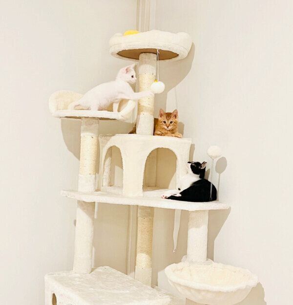 キャットタワーに集合する3匹