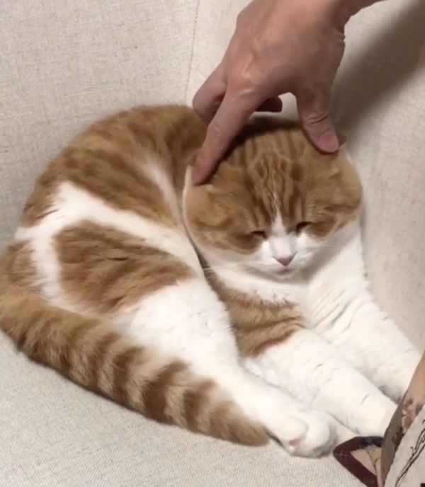 マッサージをされる猫