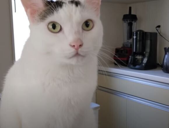 猫　チロちゃん