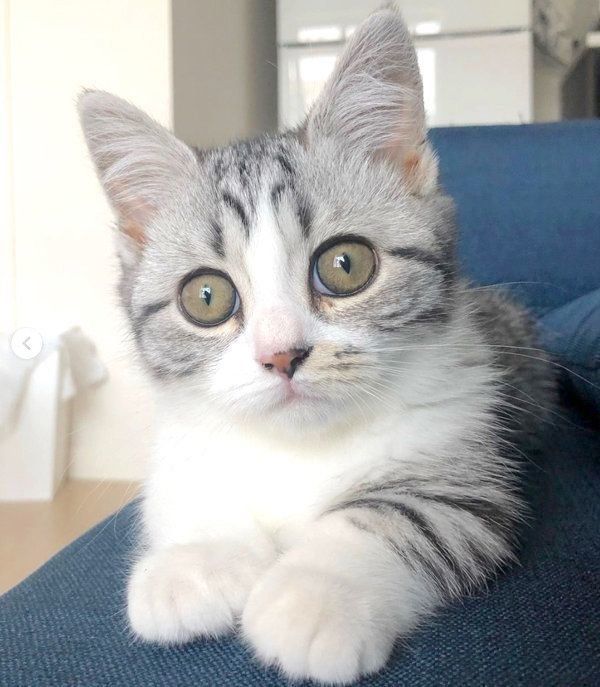 クリクリお目めのマンチカン