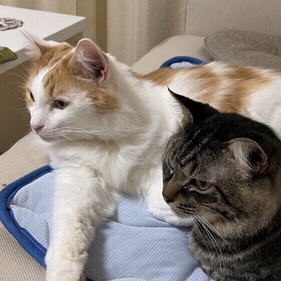 ノルウェージャンフォレストキャットのうにくんたち♪