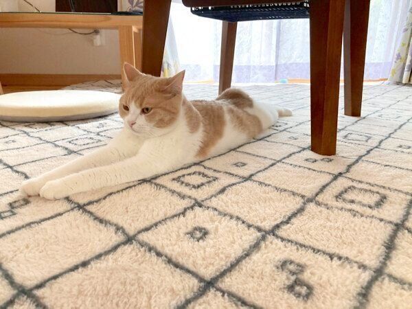 くつろぐちょみーちゃん