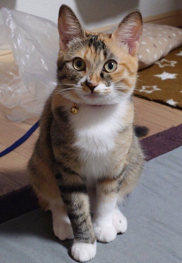 成長してきたるるちゃん