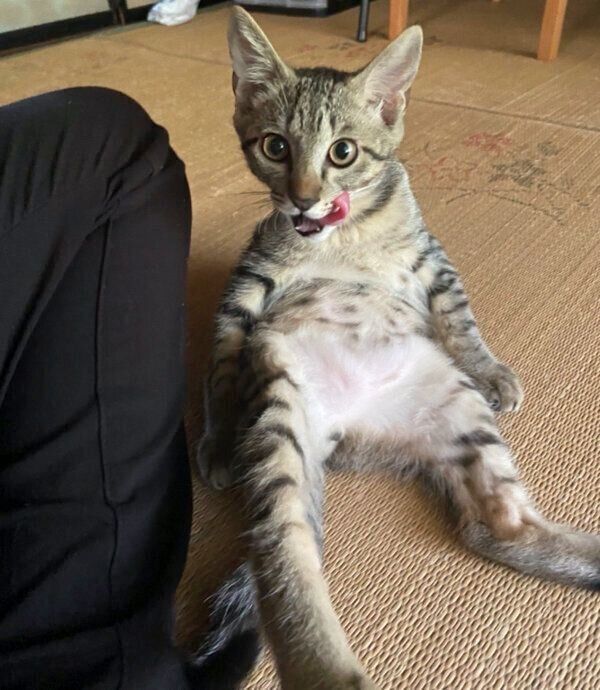 くつろぐよもぎくん