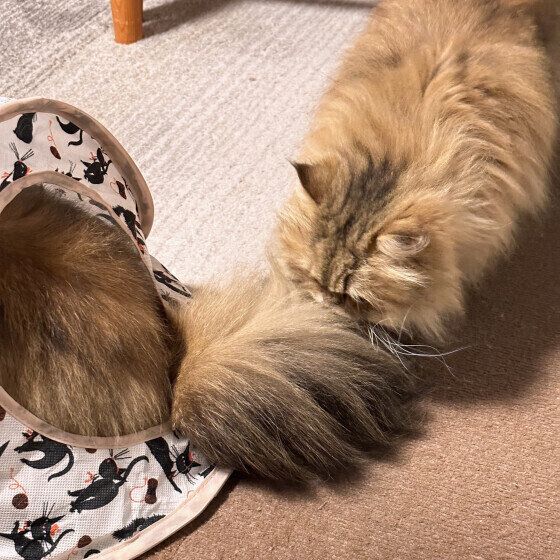 ペルシャのDownyくんたち