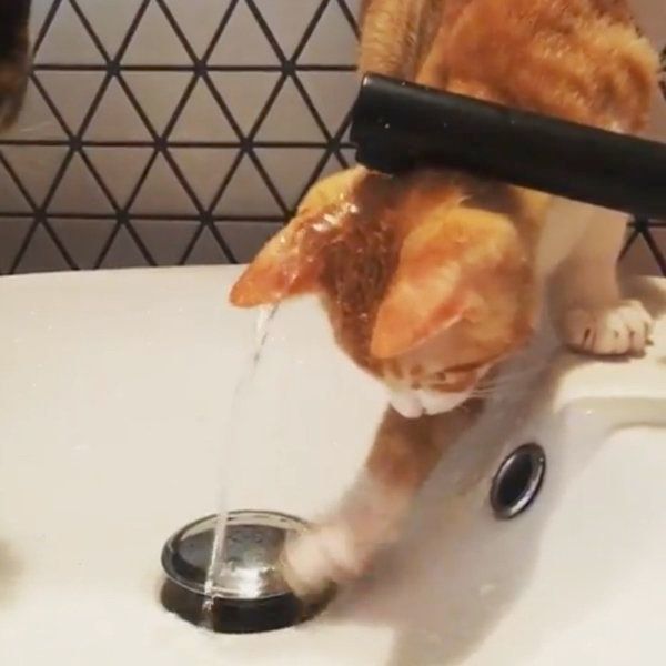 水遊びをする猫