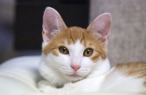 キリッとした表情のミィちゃん