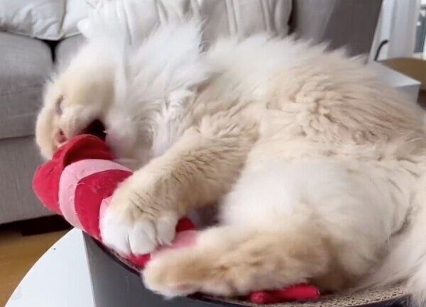 けりぐるみで遊ぶおこめちゃん