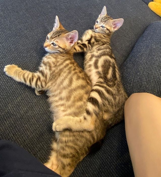 かわいい子猫たち