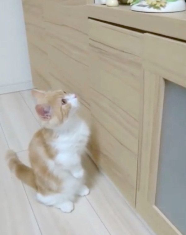 後ろ足で立つミヌエット