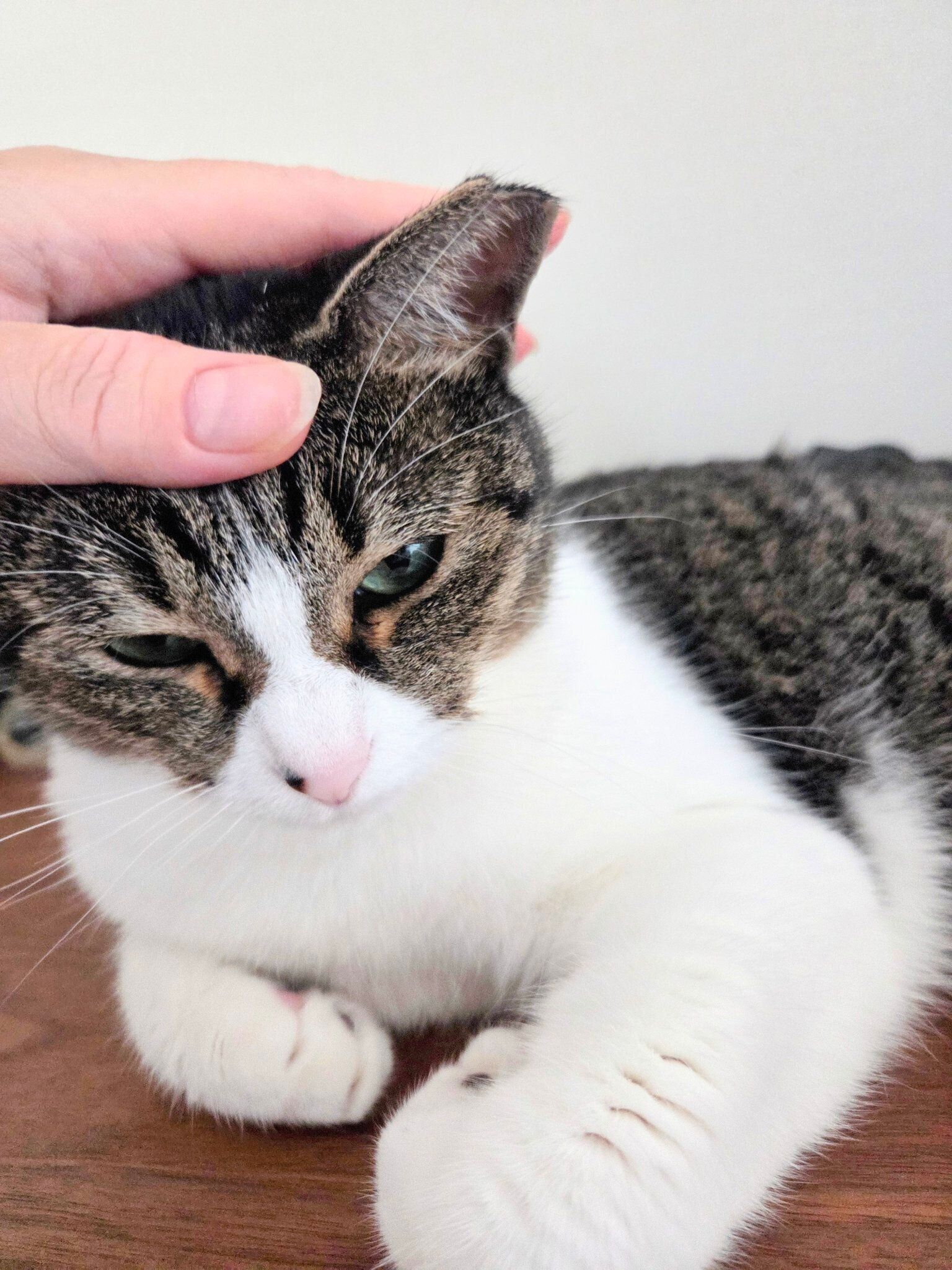 頭をなでられるつくねちゃん。表情がかわいすぎる