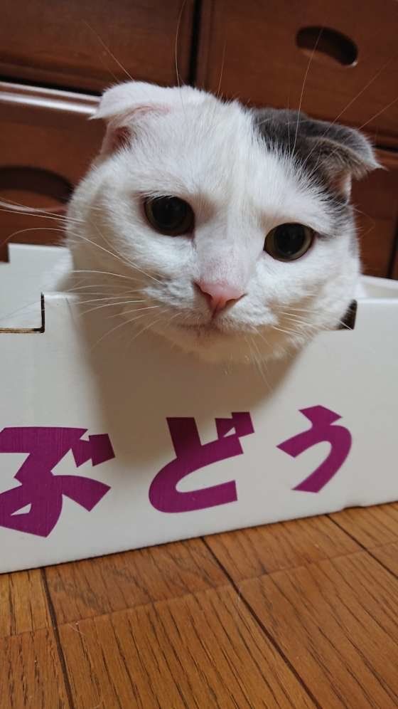 ぶどうのダンボールに入っているスコティッシュフォールド