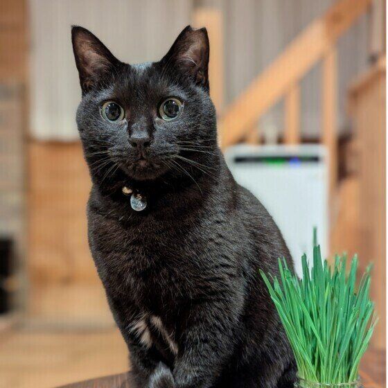 MIX黒のるるちゃん