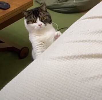 スコティッシュフォールド