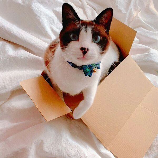 箱にびっしり収まるぽんちゃん