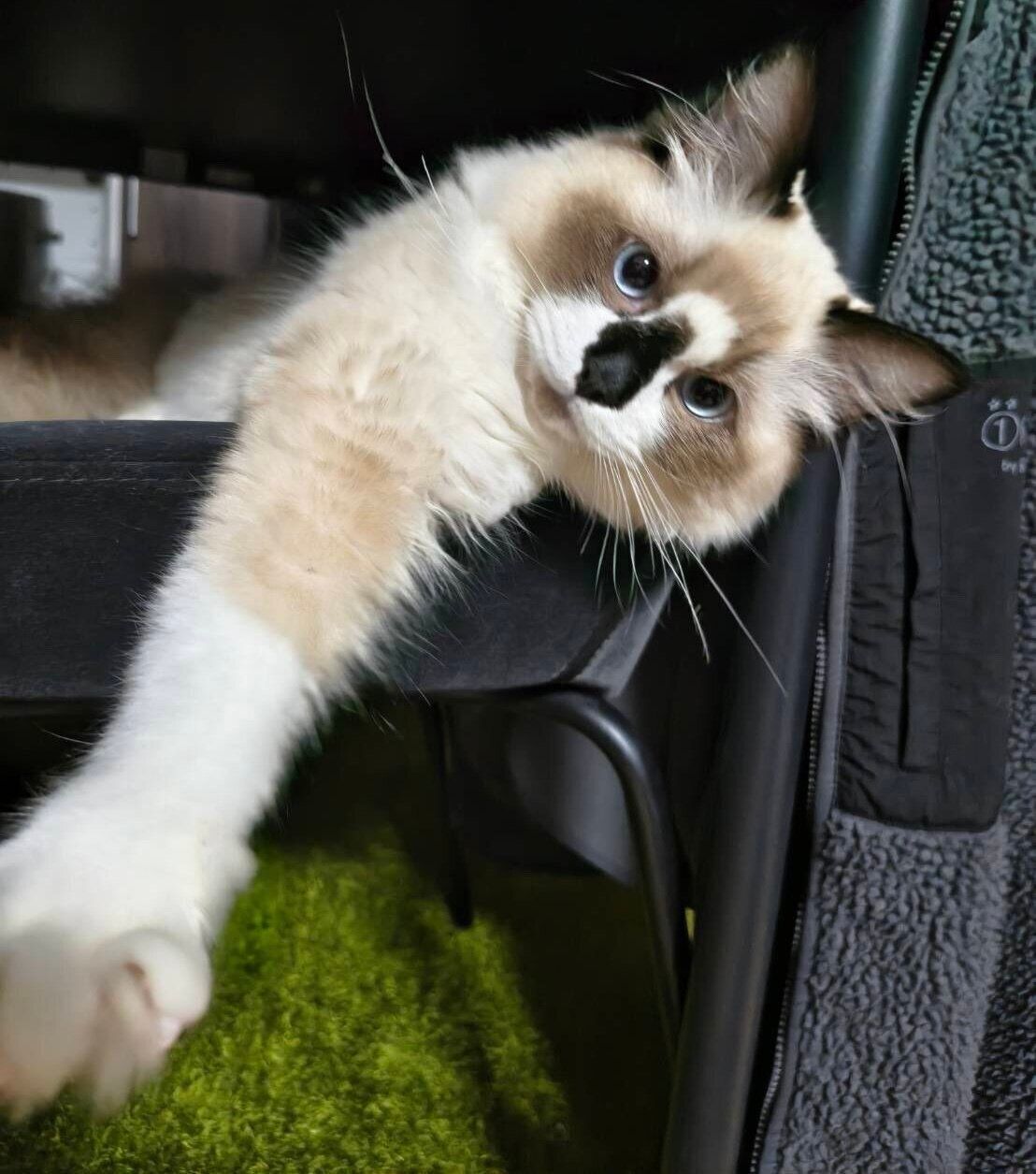 飼い主さんをじーっと観察するちゃこまるくん