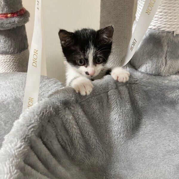キャットタワーに登ったふくちゃん