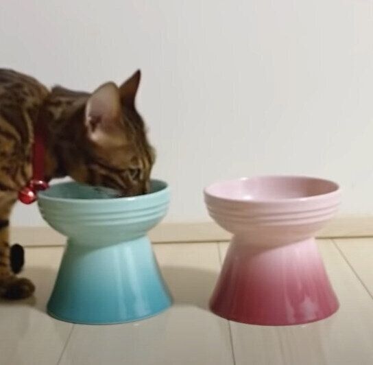 お皿が気になるベルちゃん