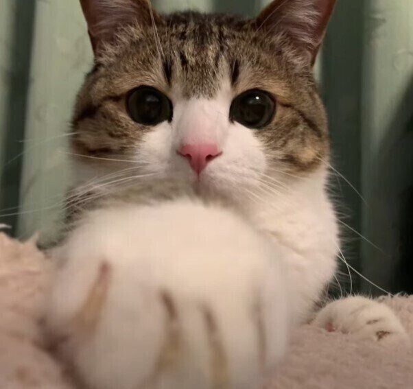 クリームパンみたいな猫の前足