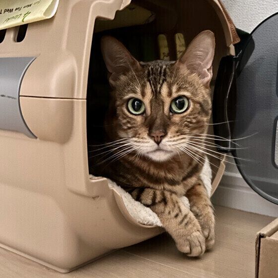 ベンガルのモカちゃん