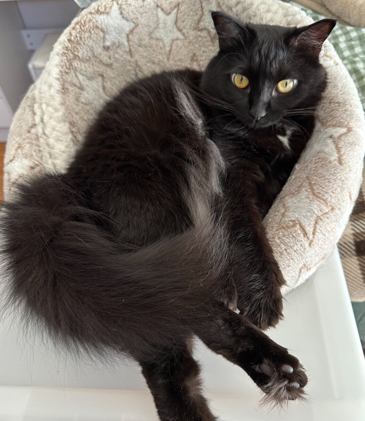 現在のもふちゃん