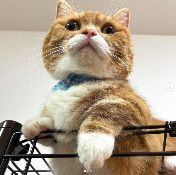 ケージの上に登るちくわくん