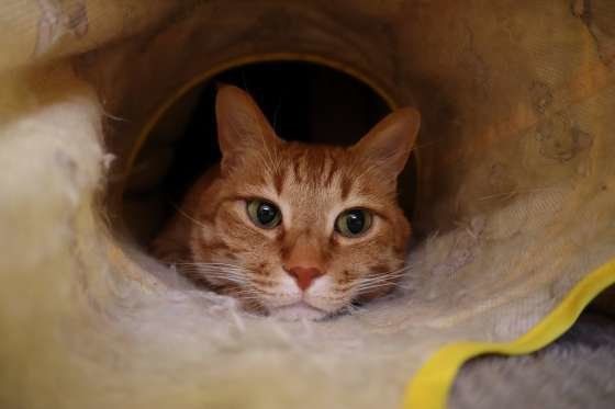 隠れているMIX茶トラのにゃんた