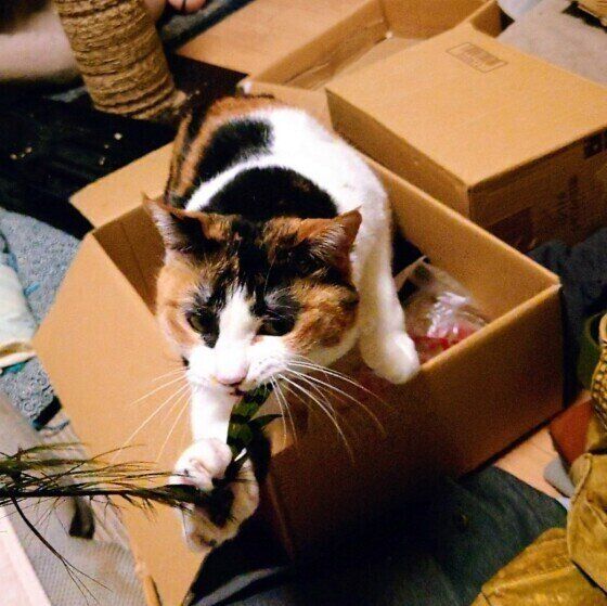 おもちゃをカミカミするミケ猫