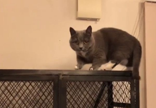 ボルダリングをする猫