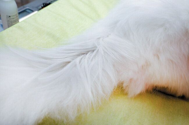 スタッドテイル