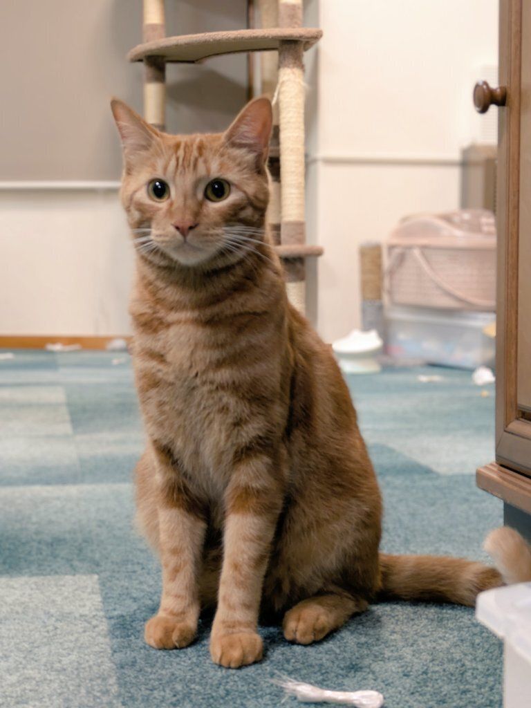 座っている1才2カ月頃の猫