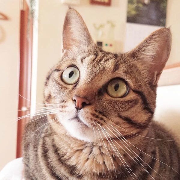 見つめるモモちゃん